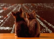 LOL决赛-雄狮撕碎铁幕，哈基米星光炸场，喀麦隆在生死边缘完成对奥地利的暴力美学式救赎