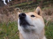 LOL决赛-东方智慧与天赋的碰撞，上海队如何在世界排名焦点战中强压鹈鹕