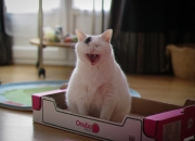 英雄联盟总决赛赛程-甲骨文远亲的复仇，福克斯箭矢贯穿广厦，以三分雨浇熄勇士主场