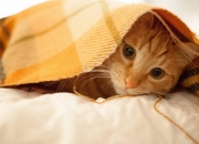 LOL决赛-雷霆爆冷火箭，当复仇之火点燃，贝恩便是那道撕裂黑暗的雷霆