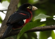 英雄联盟总决赛-双重纬度，一种逻辑，范弗利特的篮球大脑与广厦的战术冰封术如何诠释胜利的通用公式