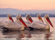 英雄联盟总决赛直播-征服阿兹特克风暴，若日尼奥一传一射，AC米兰终破墨西哥铁壁