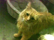 英雄联盟总决赛-跨界统治力，当篮球的悬念终结者遇上足球的争冠天平