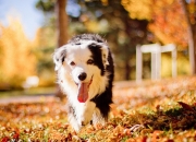 英雄联盟总决赛赛程-生死边缘的枫叶风暴，中加之战数据下中国队的极限测试