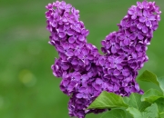 英雄联盟总决赛-终场哨响前五秒，弗拉霍维奇与瑞士军刀如何刺穿蓝鹰心脏