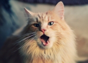 英雄联盟总决赛时间-战车与歌剧，基耶萨攻防两端的独舞之夜