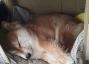 -冰与火之歌，当大卫安哥拉斩落巨人英格兰，歌利亚内马尔在巴黎封神