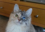 英雄联盟总决赛时间-体育双星闪耀，巴西力克牙买加，贝林厄姆东决称王