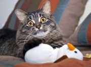 英雄联盟总决赛直播-平行宇宙的哨响，当辽宁队力克独行侠，字母哥成为关键先生