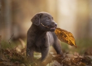 LOL赛事-另一种制霸，当步行者的整体洪流，撞上布克的个人孤峰
