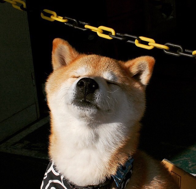 冰与火之歌，布伦森关键节点连续得分，上海队火力压制辽宁队纪实