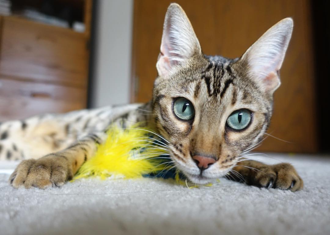 绿茵刀锋相对，意甲焦点战与乌拉圭铁骑踏平喀麦隆的对抗哲学