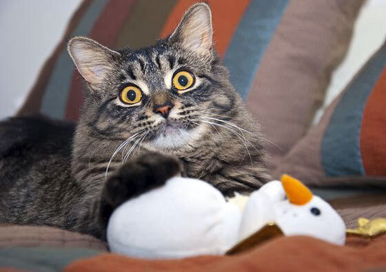 当最强战术智慧遇上最无解个人能力，新疆队与东契奇的篮球哲学博弈