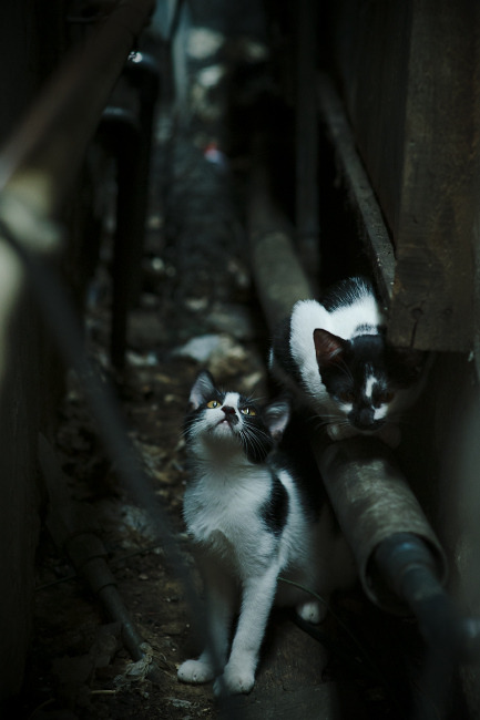 阿克闪耀圣西罗,曼联对阵AC米兰,荷兰铁卫全场最佳无争议