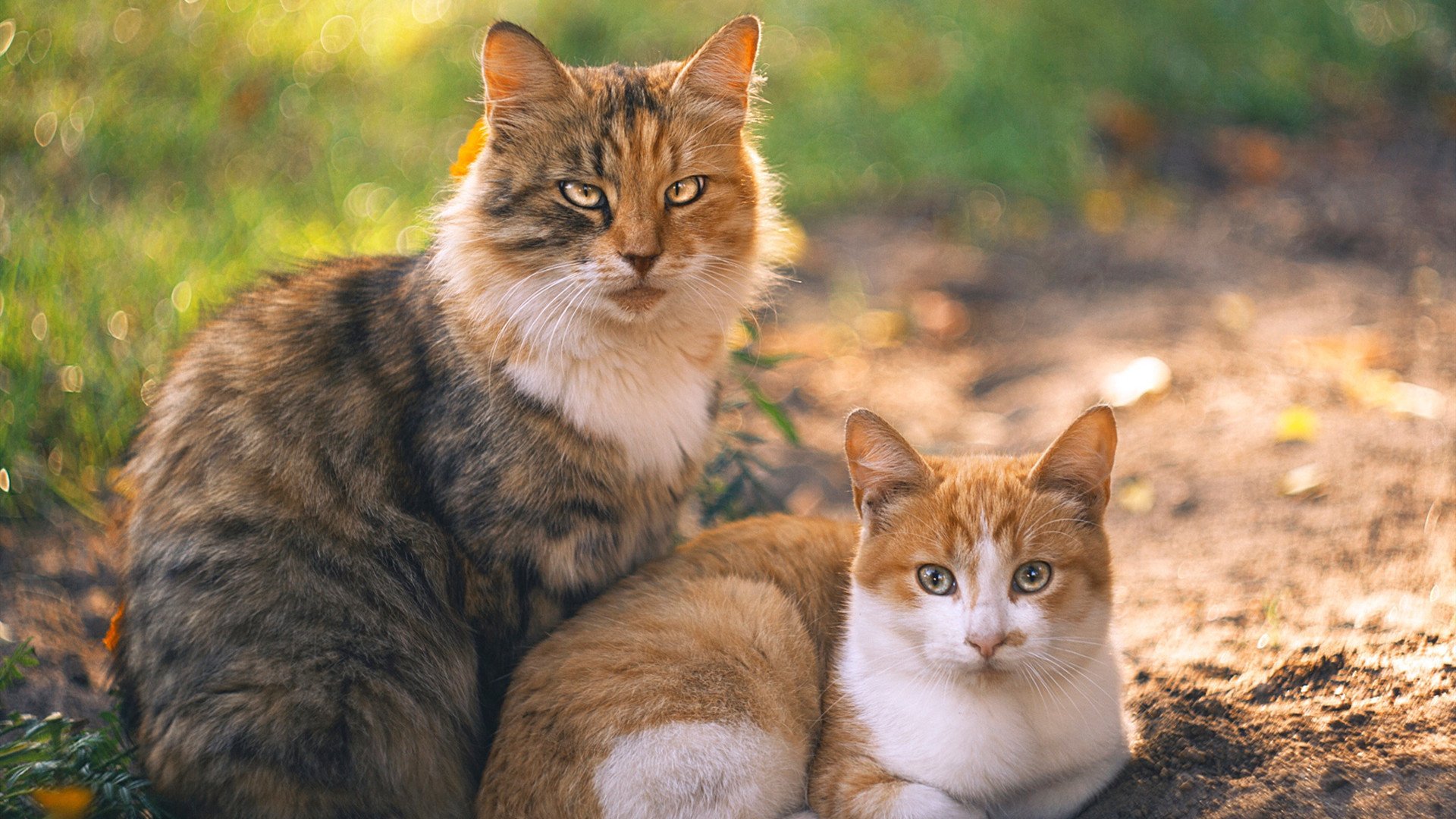 同夜双星，广厦险胜黄蜂创历史，欧文生涯之夜耀美职篮