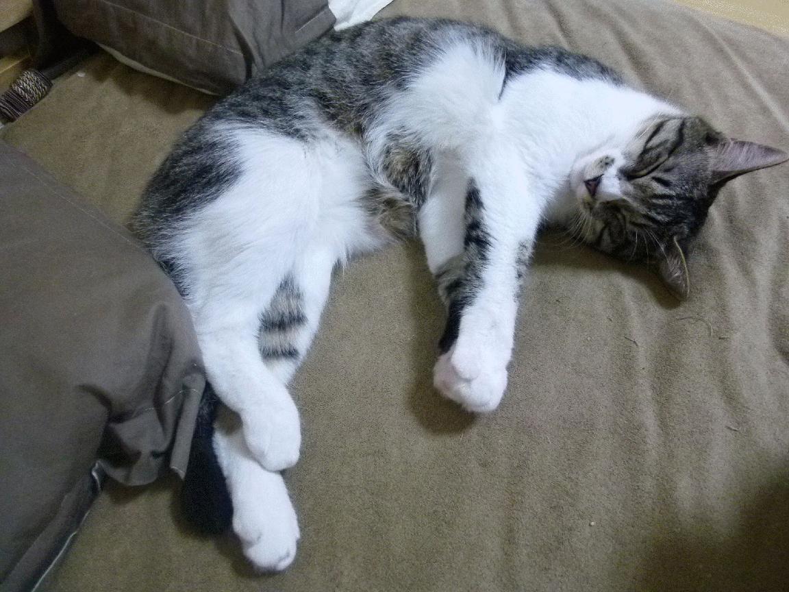 伦敦来客,切尔西元素如何左右亚洲杯争冠走势