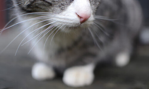 铁壁活塞锁死京城，莫兰特末节封神记