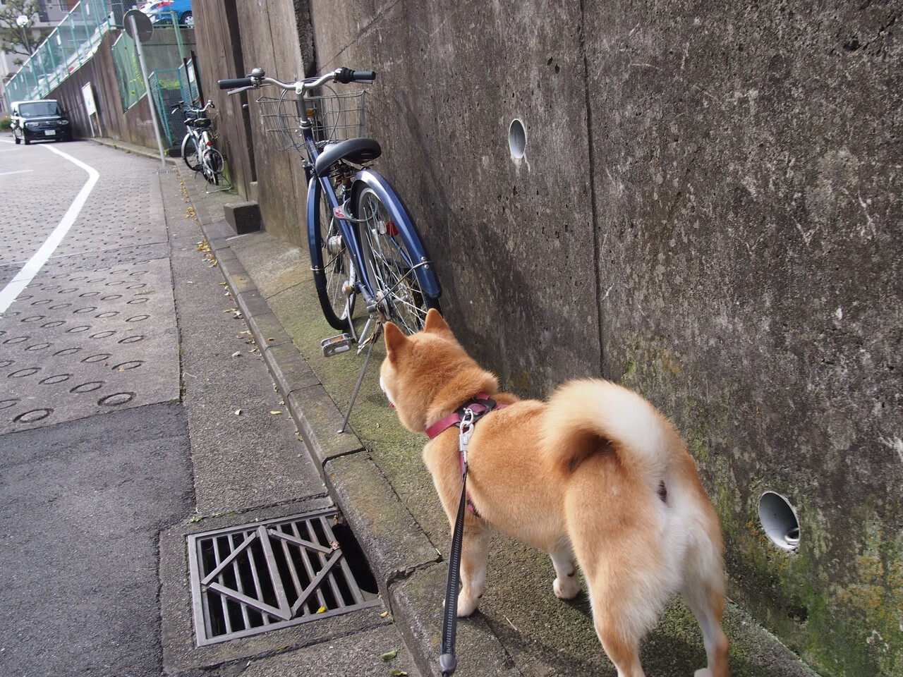 跨海对望，绝境拔刀，西亚卡姆的孤星闪耀与上海滩的血勇鏖战