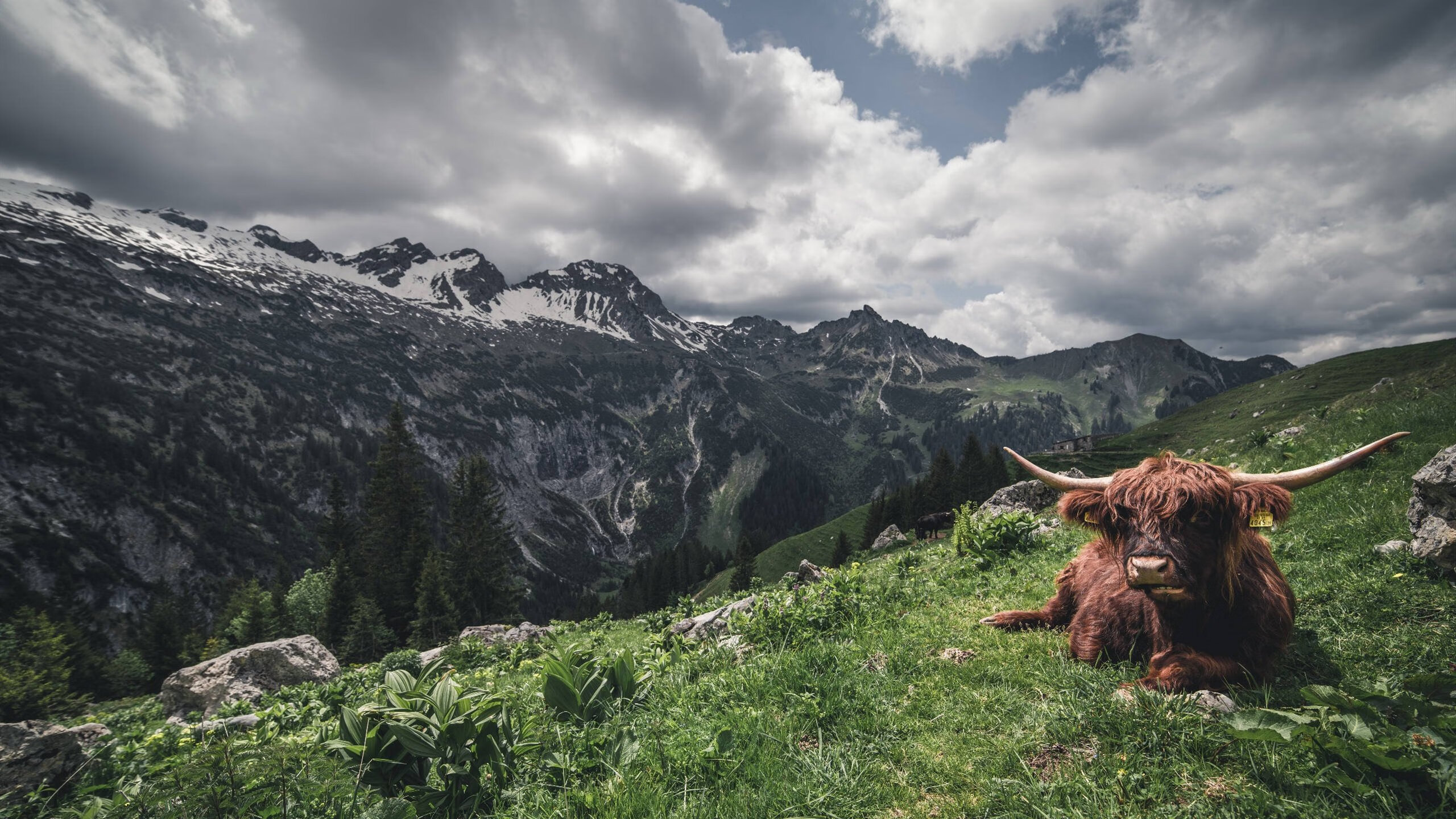 篮网一波带走热火，锡安F1赛场复刻篮球剧本