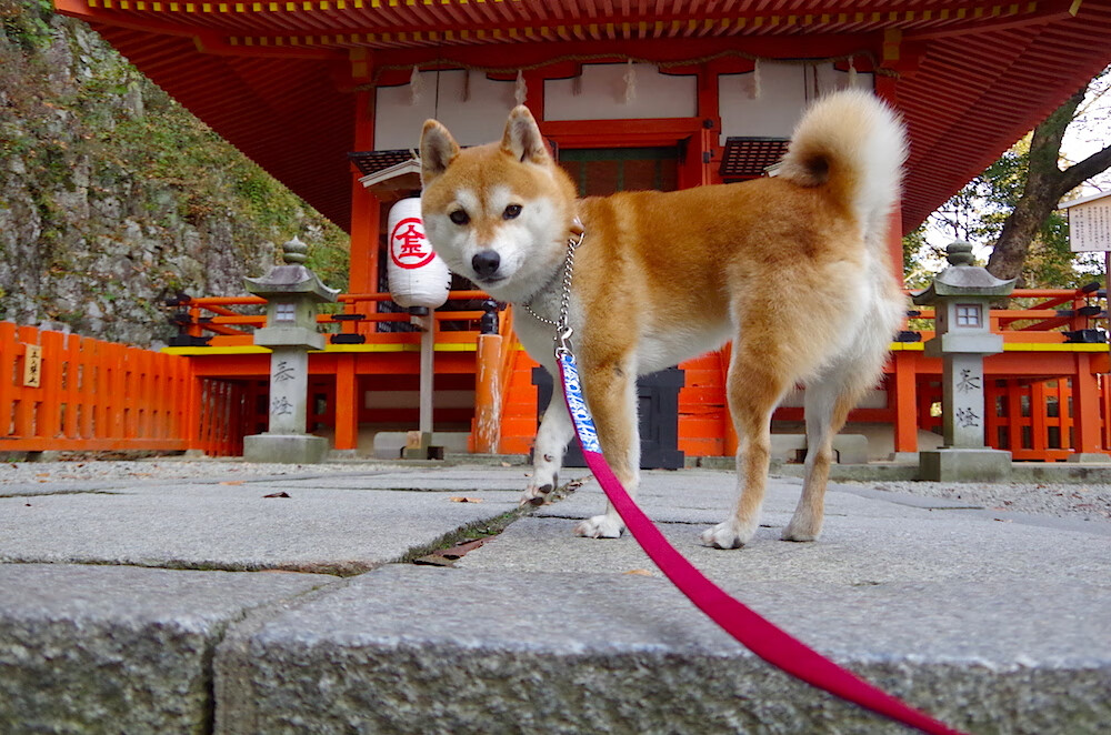 棋盘之上，莫兰特的数据爆炸如何重构现代篮球的胜负法则