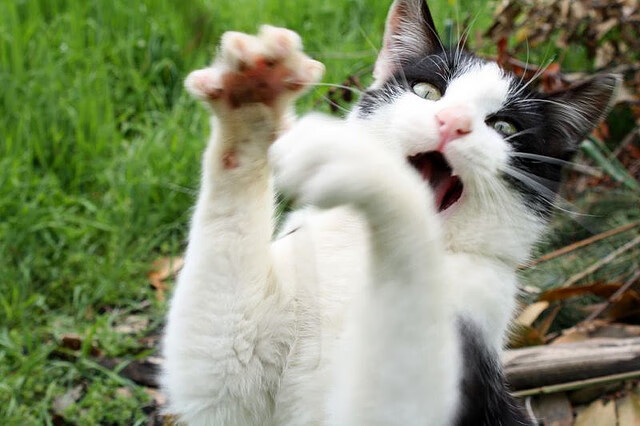 破晓者的史诗,东契奇以魔术终结勇士,个人能力如星辰炸裂