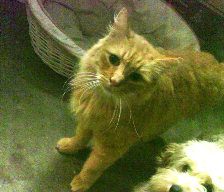 跨界统治力，当篮球的悬念终结者遇上足球的争冠天平