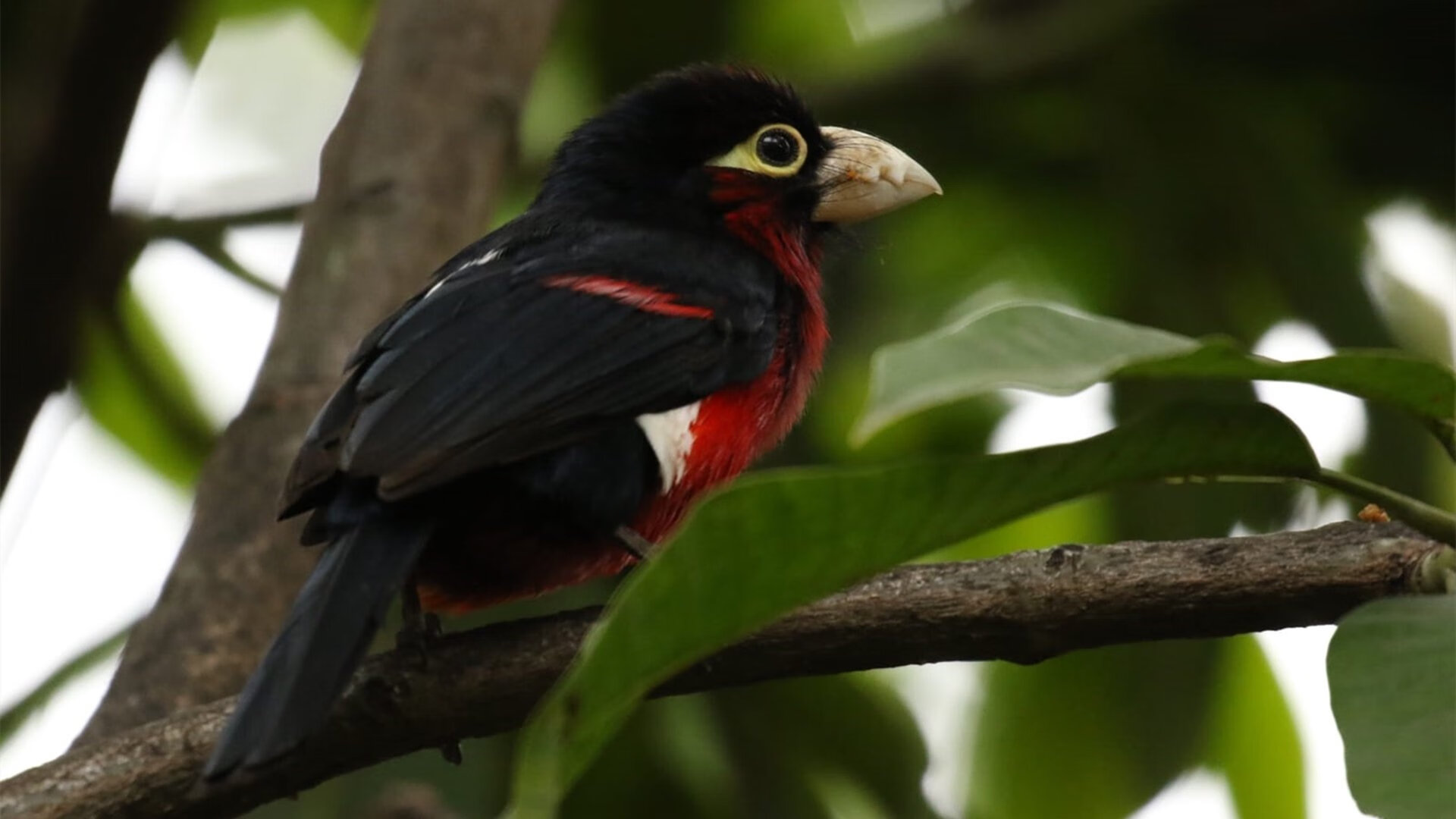绝境赌局，希腊巨兽逆转乾坤，雄鹿抢七夺走独行侠最后一颗子弹