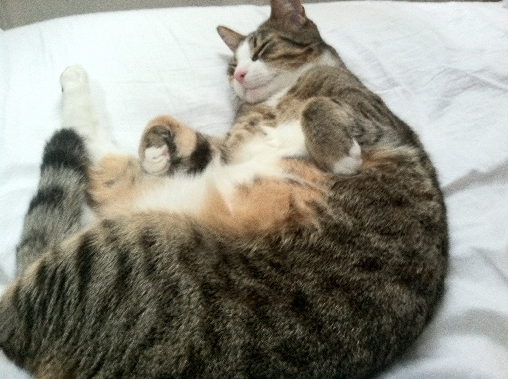 洪都拉斯风暴席卷万达大都会,安赫尔·迪亚斯强行终结马德里竞技神话