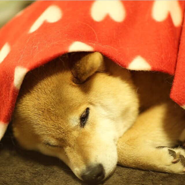 加拿大争冠战力克洪都拉斯，蒂亚戈惊艳表现成制胜关键