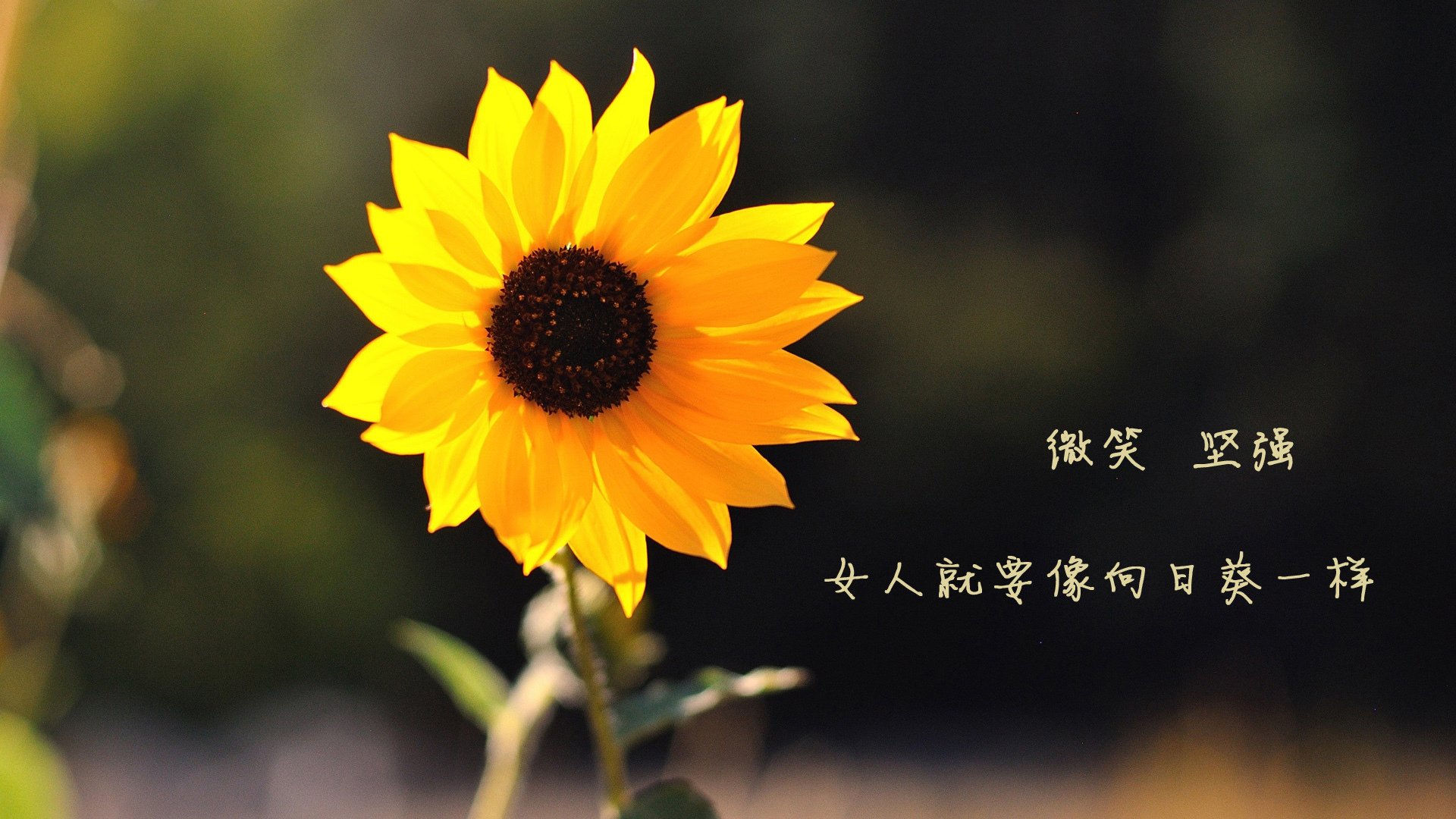 绝境之光,秘鲁压哨绝杀日本,登贝莱独舞世界杯争冠战